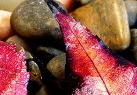 fall leaf-fx1-resize-1464