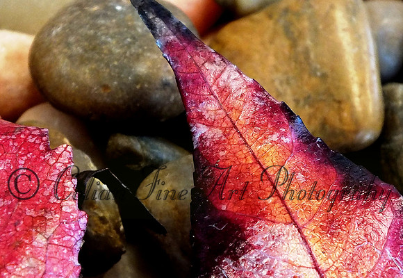 fall leaf-fx1-resize-1464