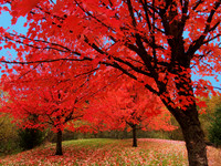 fall colors fx1280067 - Copy