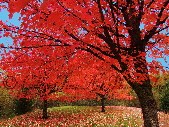 fall colors fx1280067 - Copy