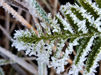 Frozen fern leaf-DSCF1329 (2)