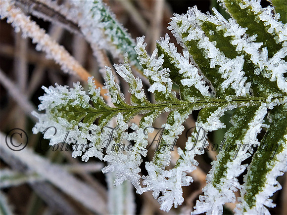 Frozen fern leaf-DSCF1329 (2)