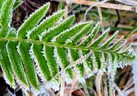 Frozen