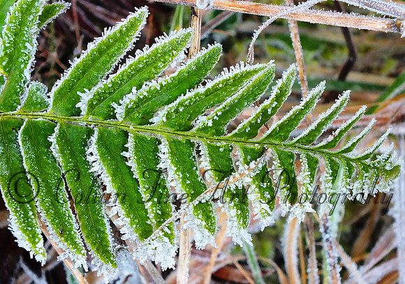 Frozen fern leaf-DSCF1324-fx1