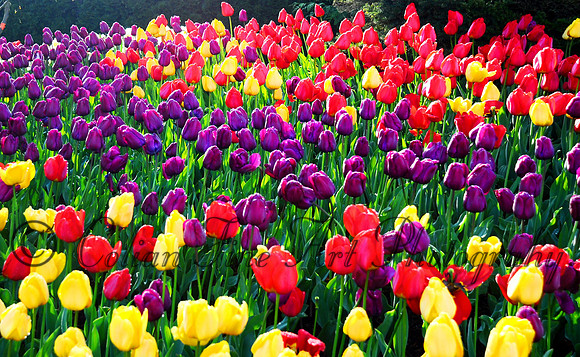 tulips ,many_0118