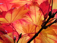 DSCN2647_resized_1