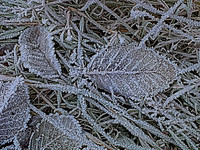 Frozen leaf-DSCF1321fx1