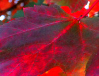 fall folage-fuji-10-11-13-0581