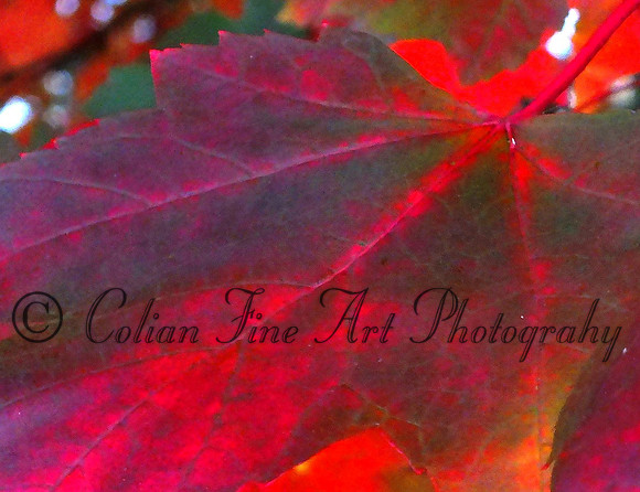 fall folage-fuji-10-11-13-0581