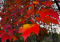 fall folage-fuji-10-11-13-0578
