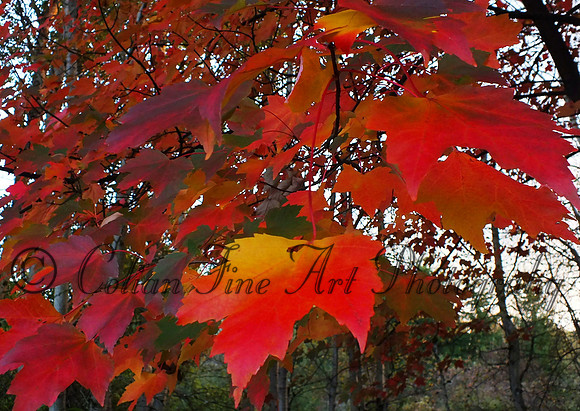 fall folage-fuji-10-11-13-0578