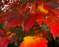 fall folage-fuji-10-11-13-0582