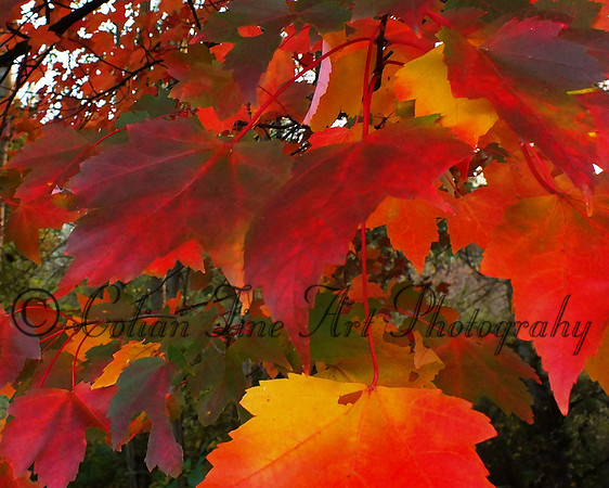 fall folage-fuji-10-11-13-0582