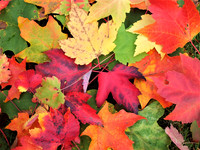 Fall colors-0599 (2)