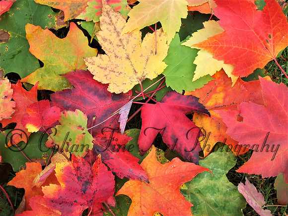 Fall colors-0599 (2)