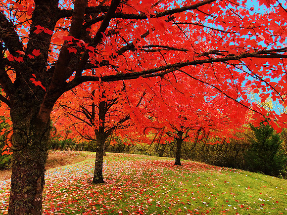 fall colors fx1280073 - Copy