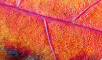 fall leaf -fx1-resize-1091