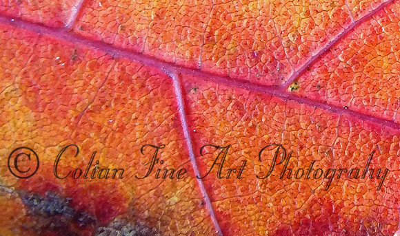 fall leaf -fx1-resize-1091