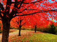 fall colors fx1280073 - Copy