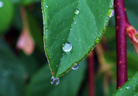 drop on leaf-resized-2557