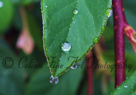 drop on leaf-resized-2557