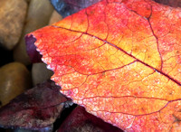 fall lead-fx1-resize-1463