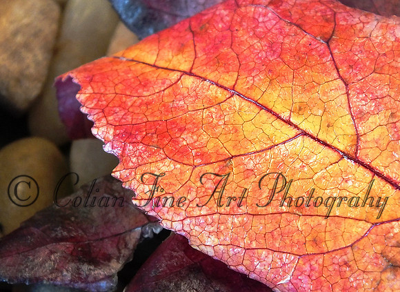 fall lead-fx1-resize-1463