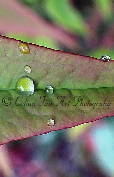 leaf with raindrop-resized-1993