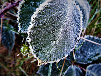 Frozen leaf-DSCF3767 (2)