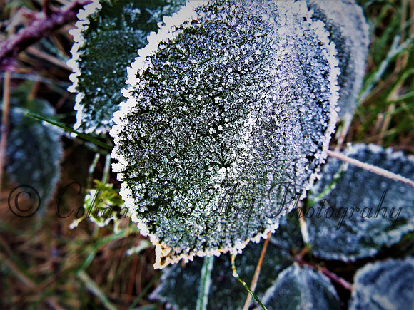Frozen leaf-DSCF3767 (2)