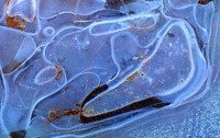 Frozen water in blue-DSCF1289-fx1