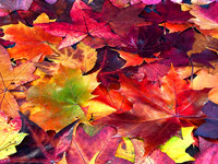 fall  leaves-fx1-1064