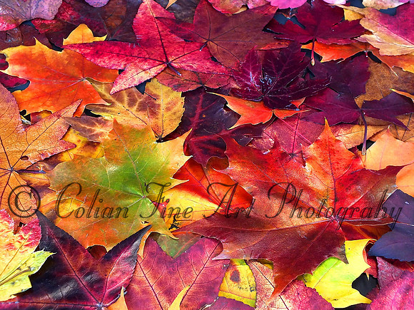 fall  leaves-fx1-1064